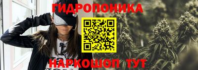 индика Кингисепп